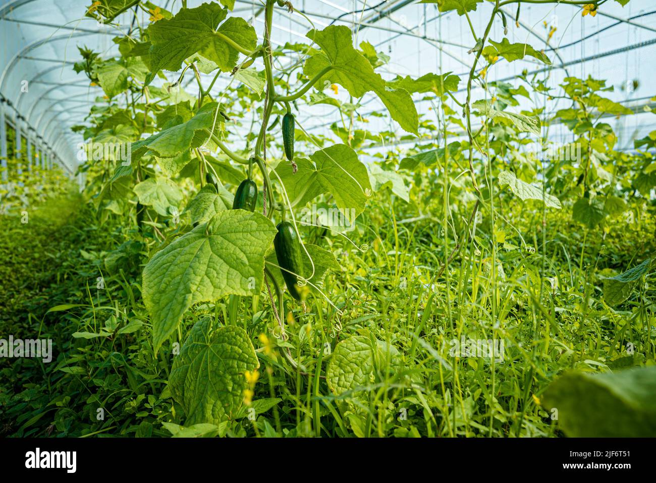 Plante de cornichon Banque de photographies et d’images à haute résolution Alamy