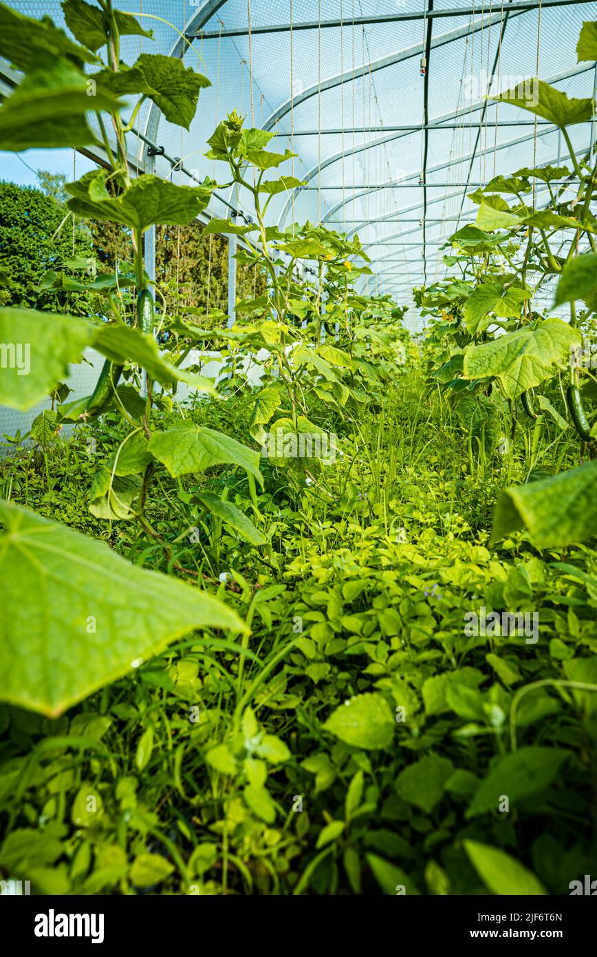 Plante de cornichon Banque de photographies et d’images à haute résolution Alamy