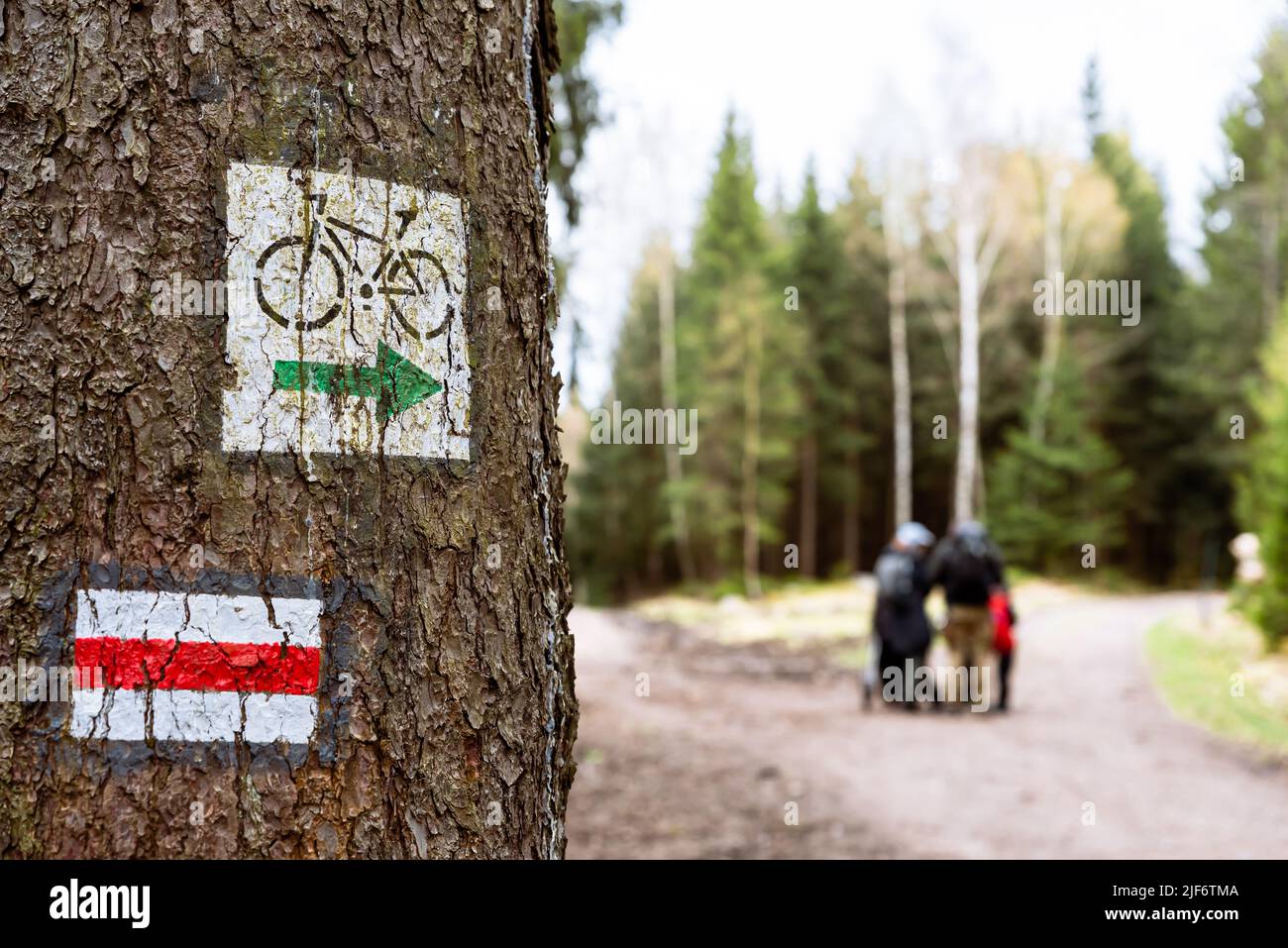 Marquage peint sur un arbre en forêt le long d'un sentier de randonnée et d'un sentier de VTT. Sentier sur un chemin touristique dans les montagnes Banque D'Images