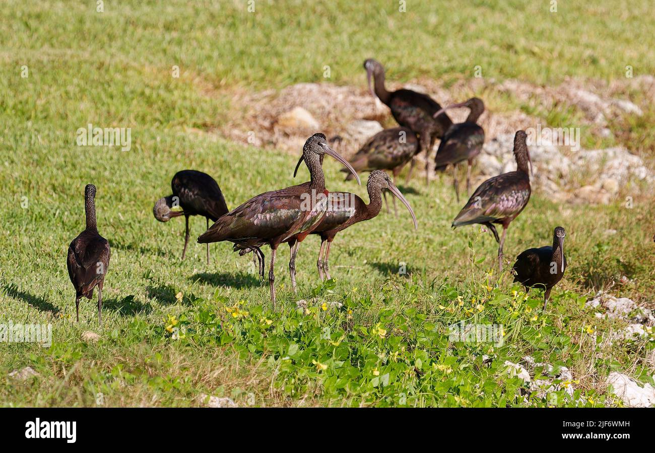 Ibis brillant, flock, herbe verte, Plegadis falcinellus, bec incurvé en rondins, arrière-cour, oiseaux, faune, nature, animal, Floride ; Venise, Floride Banque D'Images