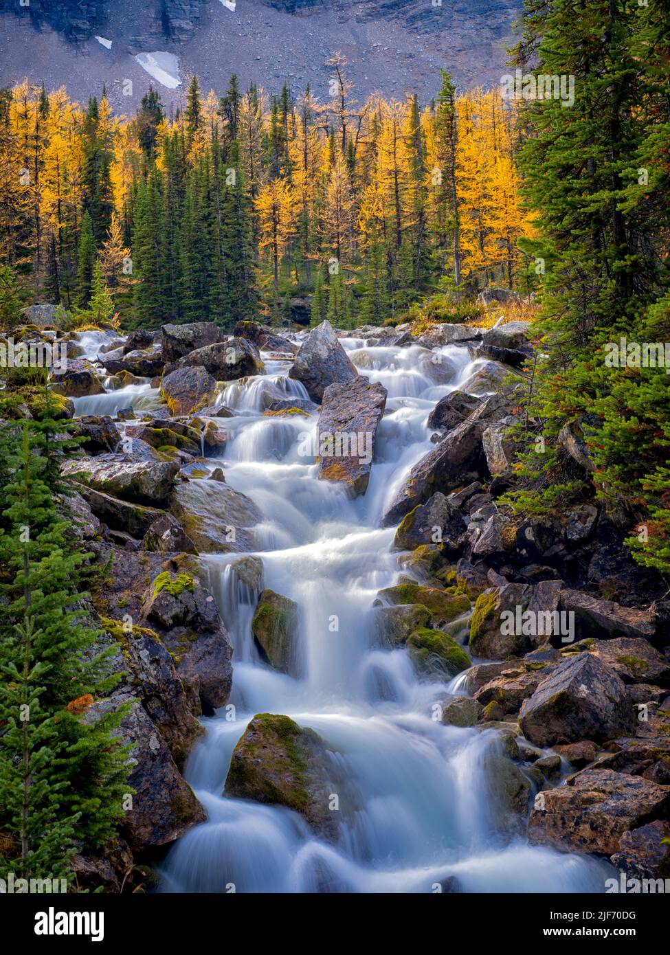 Les débits des cours d'eau à partir de l'automne dernier plateau Opabin mélèzes colorés. Parc national Yoho, Plateau Opabin, British Columbia, Canada Banque D'Images
