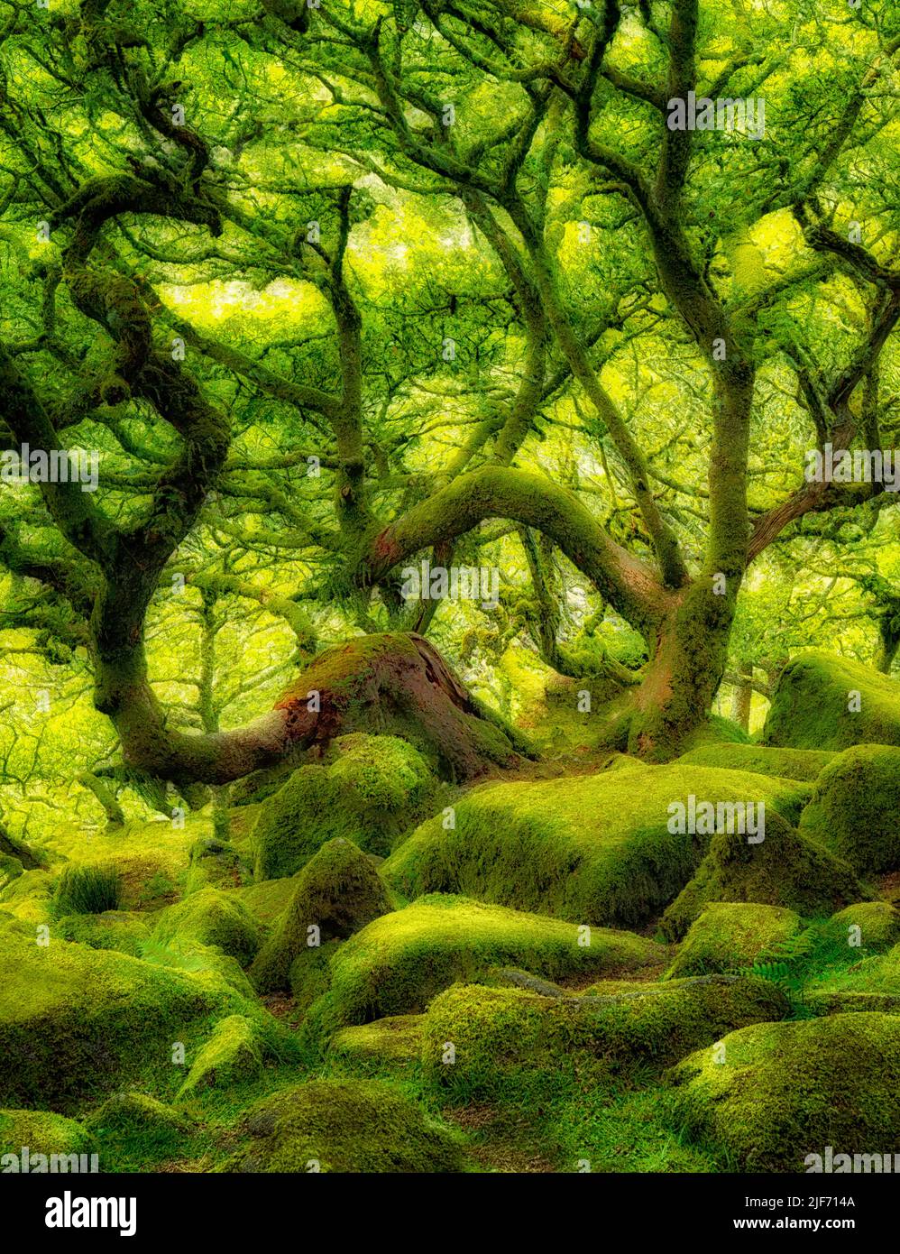 Couvert de mousse de chêne en bois du Wistman. Le comté de Devon. Dartmoor National Park, Angleterre Banque D'Images