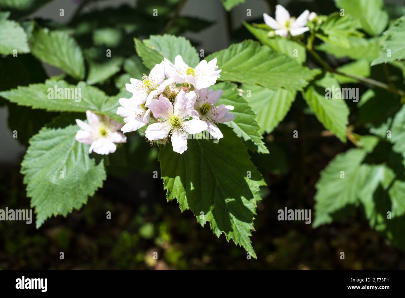 BlackBerry bush avec fleurs de blackberry blanches en fleurs. Jardinage à la maison Banque D'Images