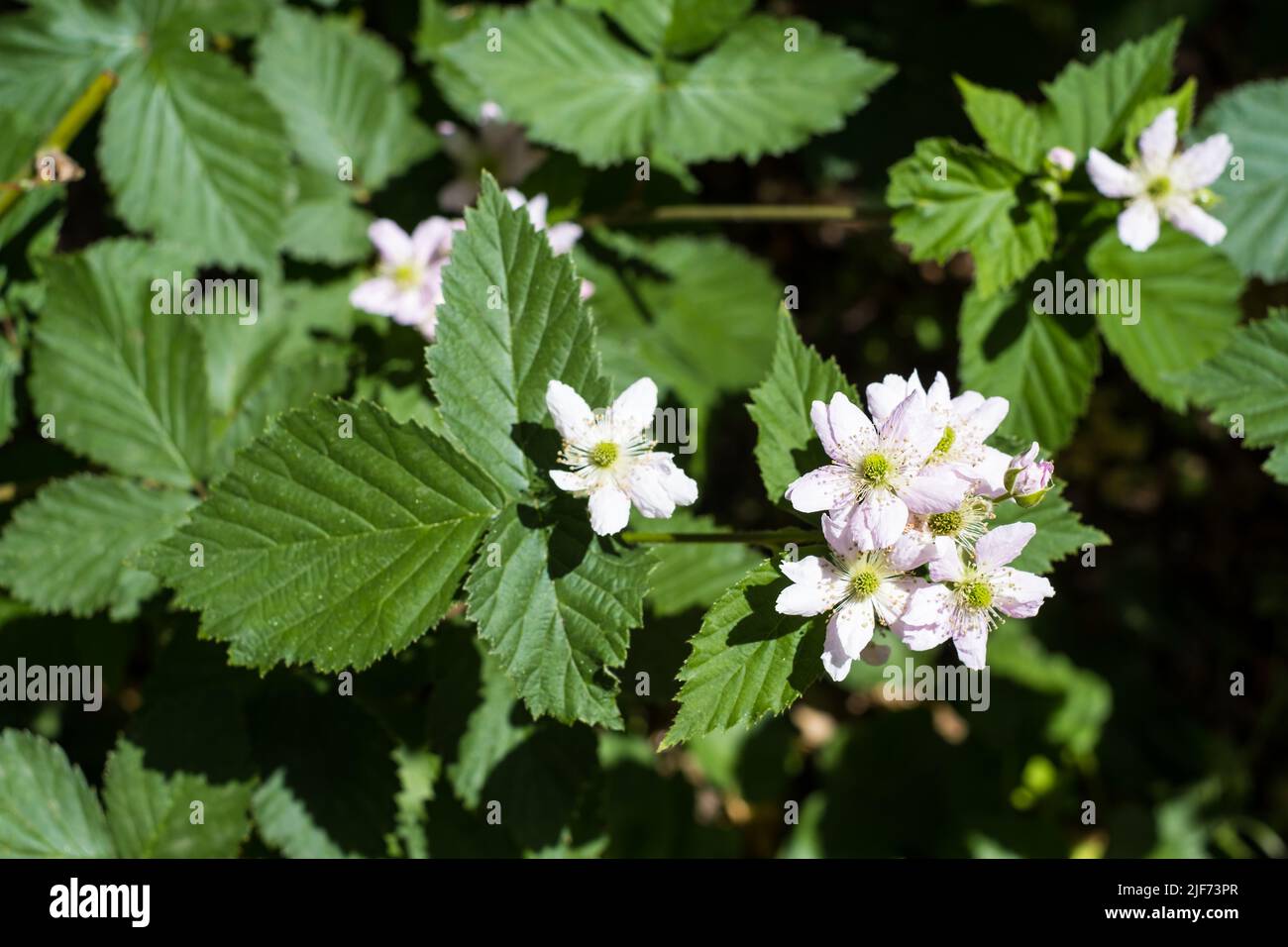 BlackBerry bush avec fleurs de blackberry blanches en fleurs. Jardinage à la maison Banque D'Images