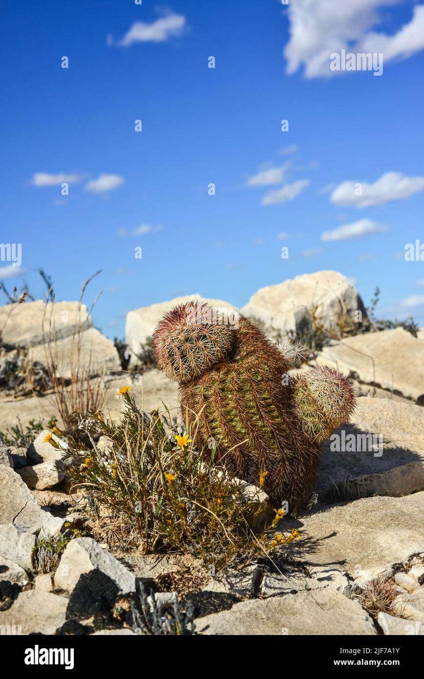 Cactus Nouveau-Mexique. Echinocereus pectinatus (rubispinus), Cactus de hérisson arc-en-ciel dans un désert rocheux au Nouveau-Mexique, États-Unis Banque D'Images