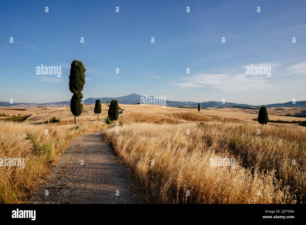 Toscane, paysage d'été, champs dorés. Italie Banque D'Images