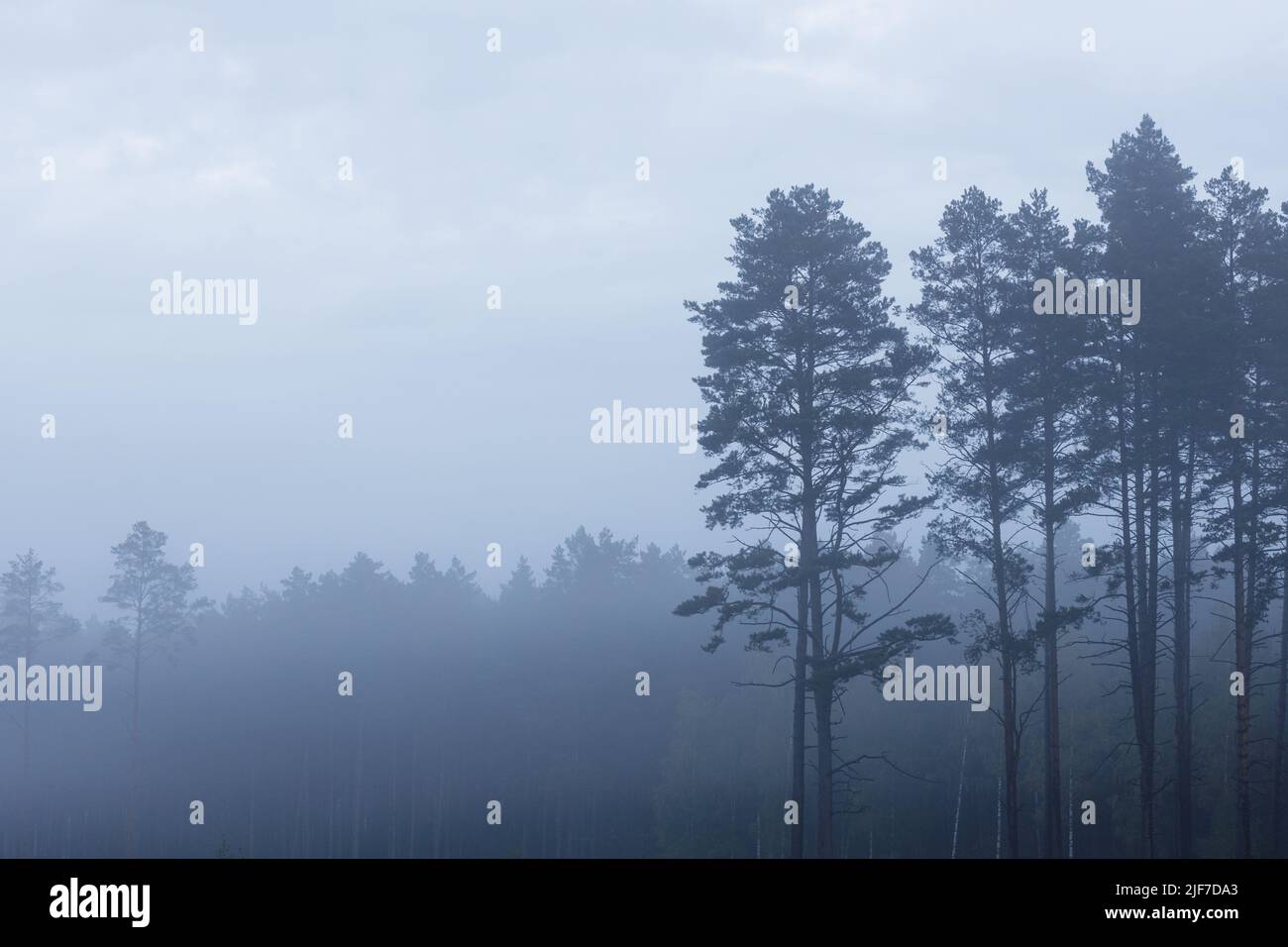 Forêt de pins mystère couverte de brouillard, paysage du matin Banque D'Images