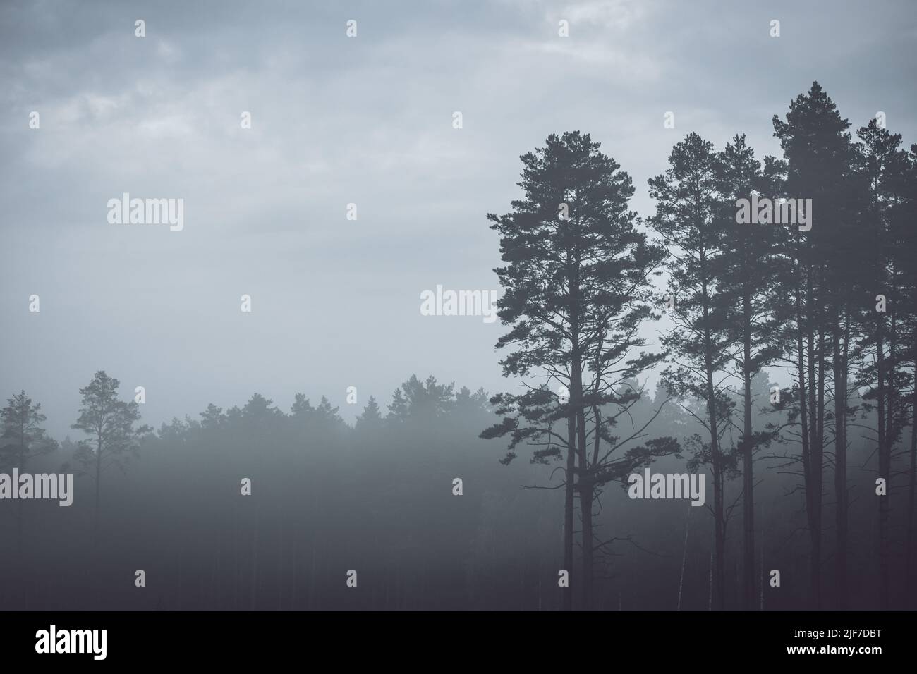 Forêt de pins mystère couverte de brouillard, paysage du matin Banque D'Images