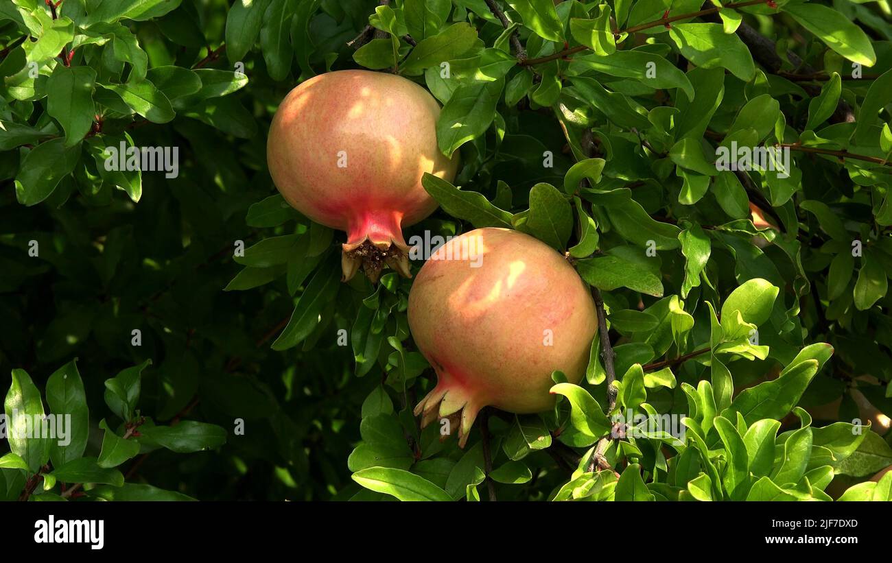 Fruits de grenade Banque D'Images