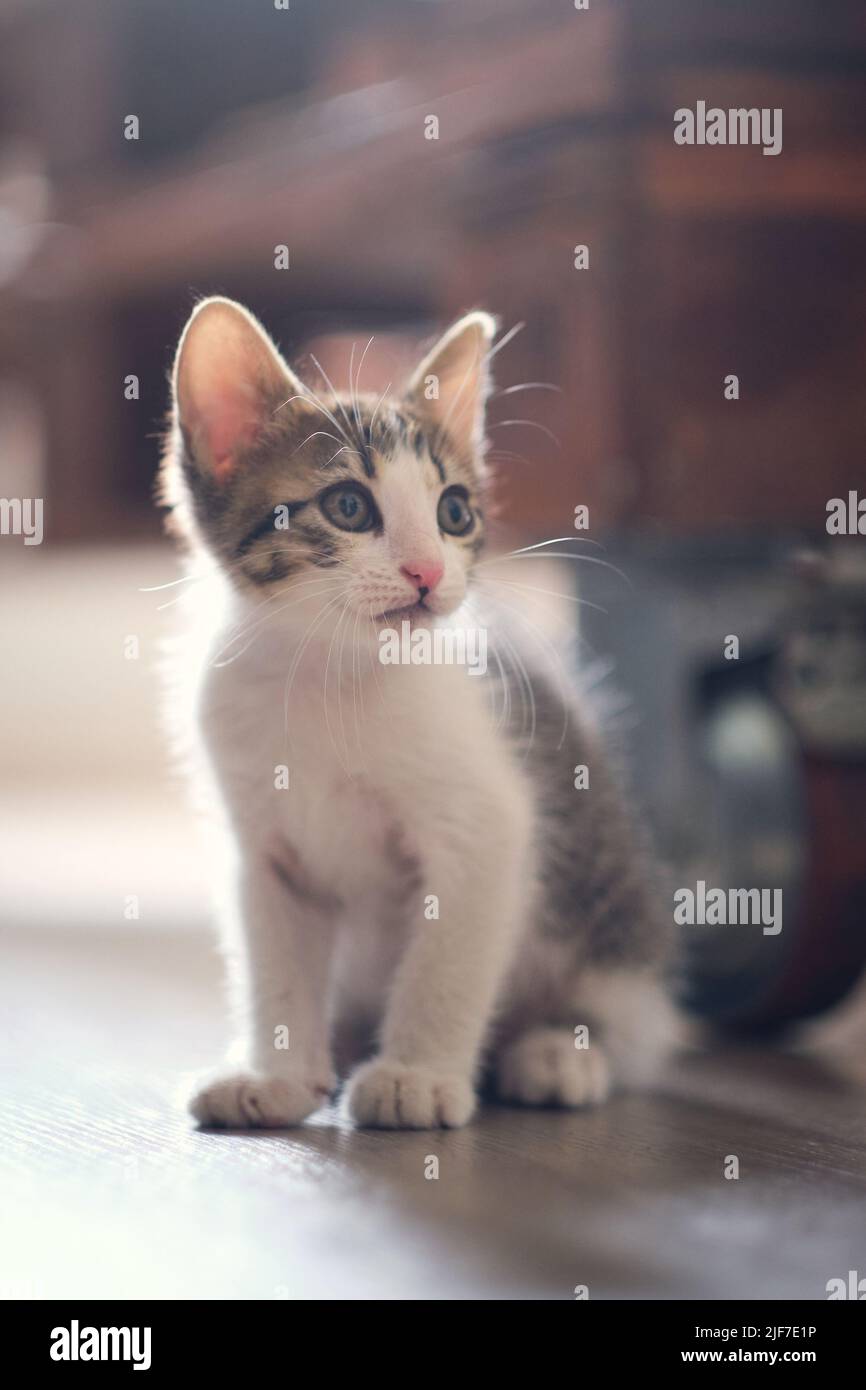 chat kitten regardant la caméra Banque D'Images
