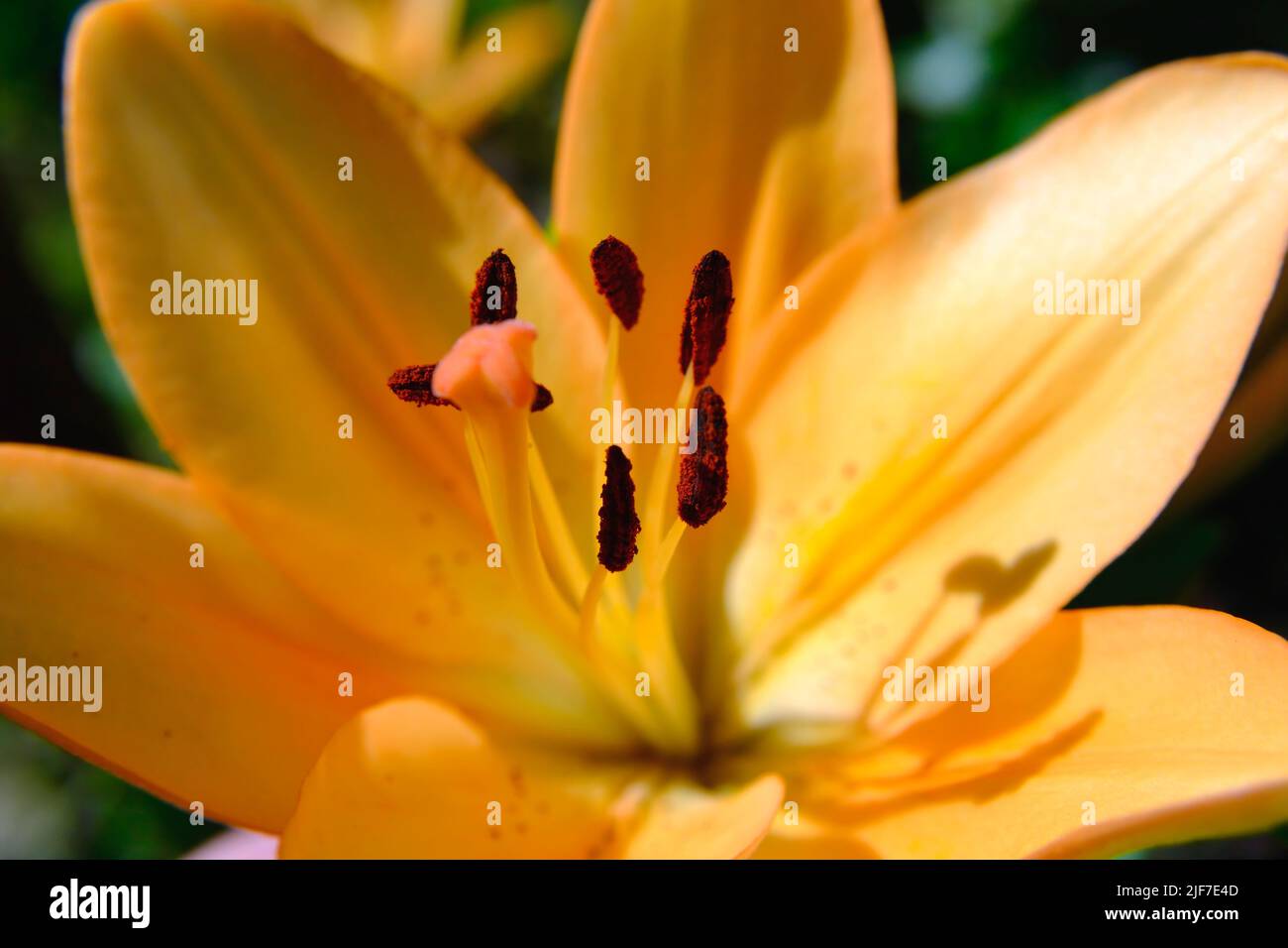 Jaune Madonna fleur de nénuphars en été. Lilium candidum avec des bourgeons dans la nature. Fond floral naturel. Gros plan détaillé au soleil. Mise au point sélective. Banque D'Images