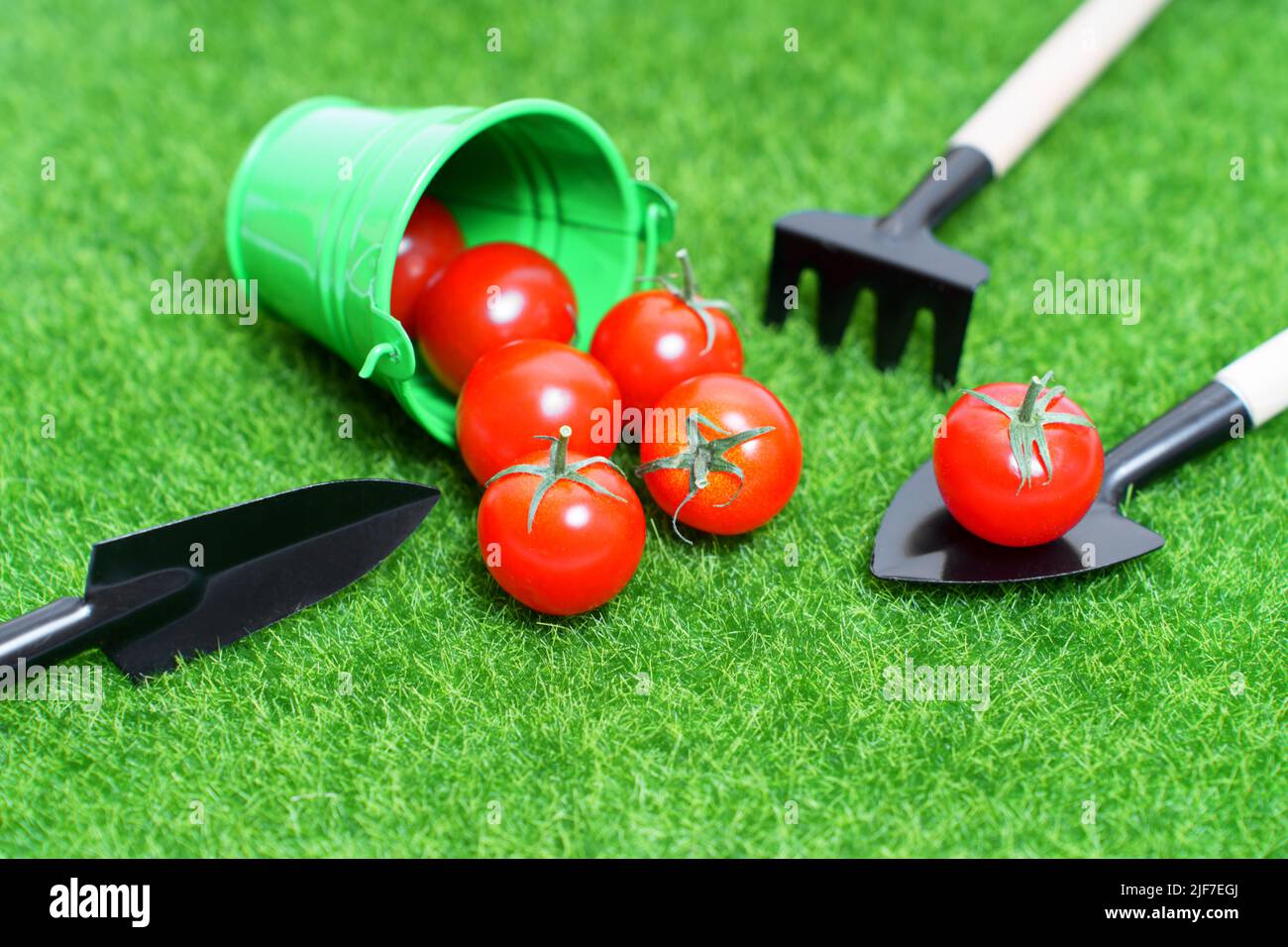 Petit seau avec tomates mûres et outils de jardin miniatures sur un fond de pelouse. Jardin légumes concept. Banque D'Images