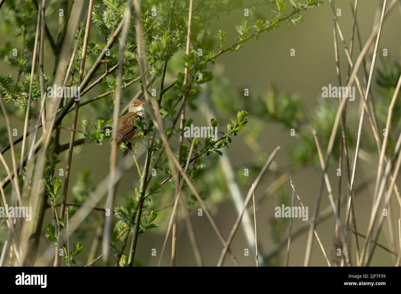 Paruline à roseau eurasienne Acrocephalus scirpaceus, perchée dans le lit reedbed, Langford Lakes, Wiltshire, Royaume-Uni, Avril Banque D'Images