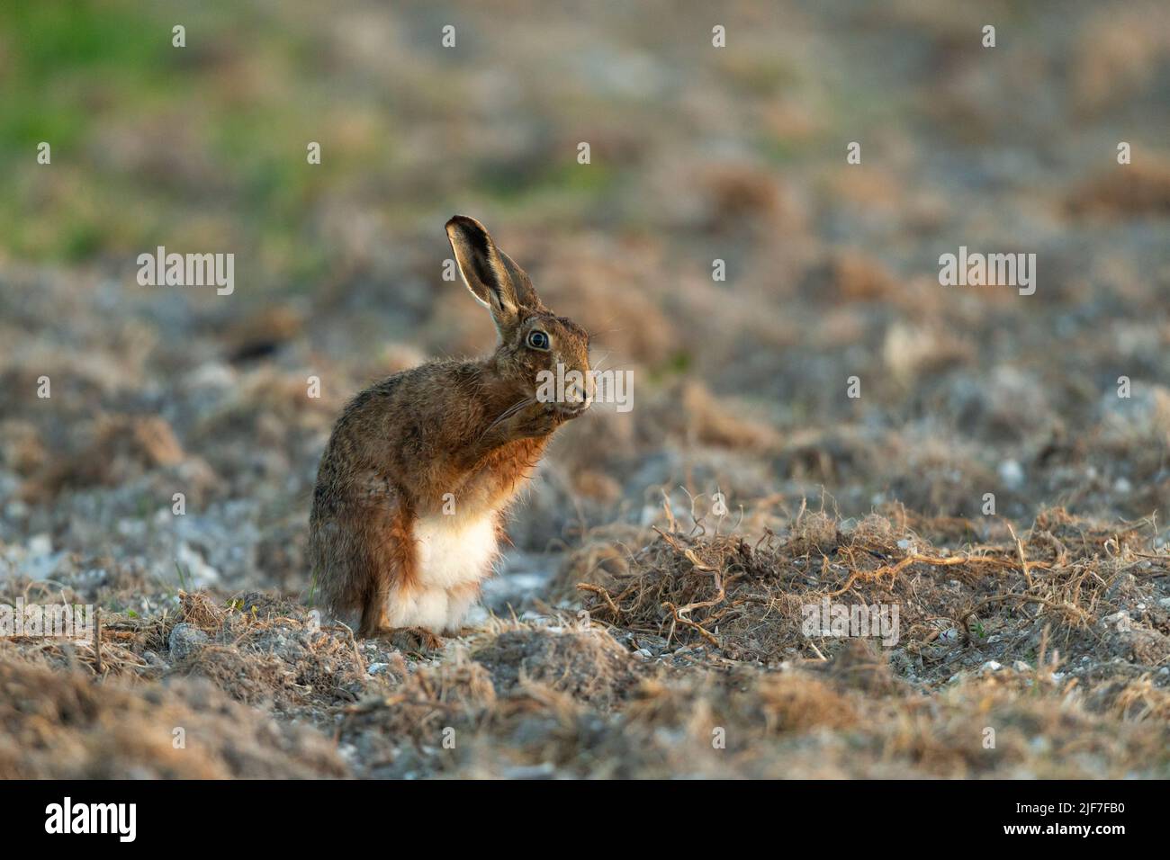 Lièvre européen Lepus europaeus, nettoyage pour adultes, plaine de Salisbury, Wiltshire, Royaume-Uni, Avril Banque D'Images