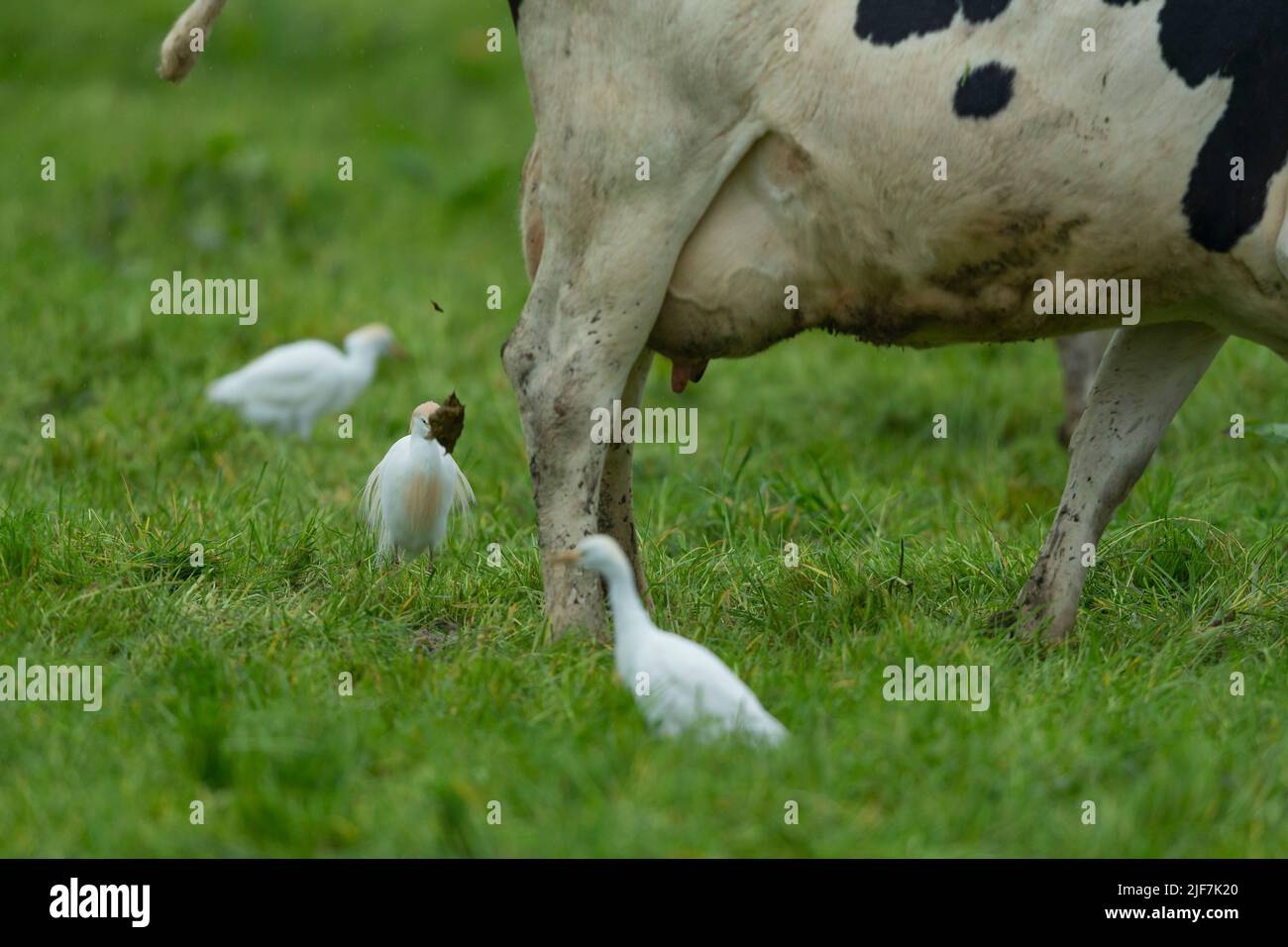 Egret de bétail occidental Bubulcus ibis, dans les terres agricoles des bovins d'élevage, Westhay, Somerset, Royaume-Uni, mai Banque D'Images