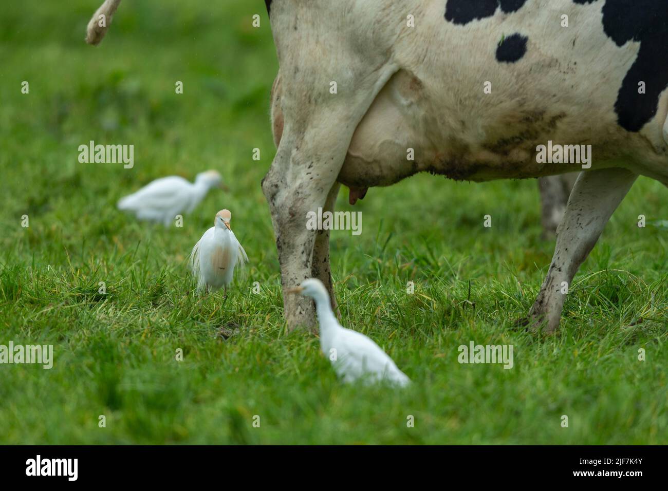 Egret de bétail occidental Bubulcus ibis, dans les terres agricoles des bovins d'élevage, Westhay, Somerset, Royaume-Uni, mai Banque D'Images