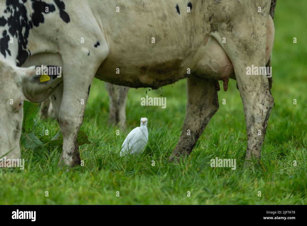 Egret de bétail occidental Bubulcus ibis, dans les terres agricoles des bovins d'élevage, Westhay, Somerset, Royaume-Uni, mai Banque D'Images