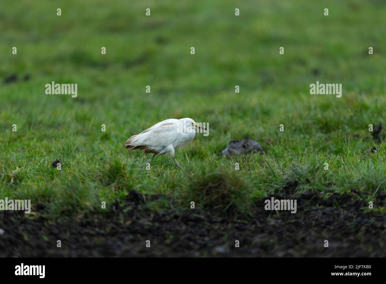 Egret de bétail de l'Ouest Bubulcus ibis, alimentation en champ, Westhay, Somerset, Royaume-Uni, Février Banque D'Images