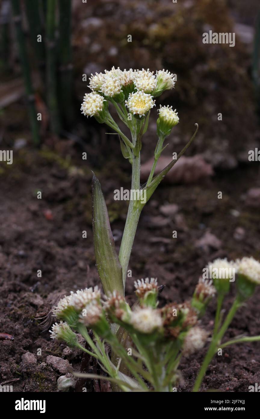 Fleur jaune butterbur Petasites surgius, poussant dans un jardin botanique, Lituanie Banque D'Images