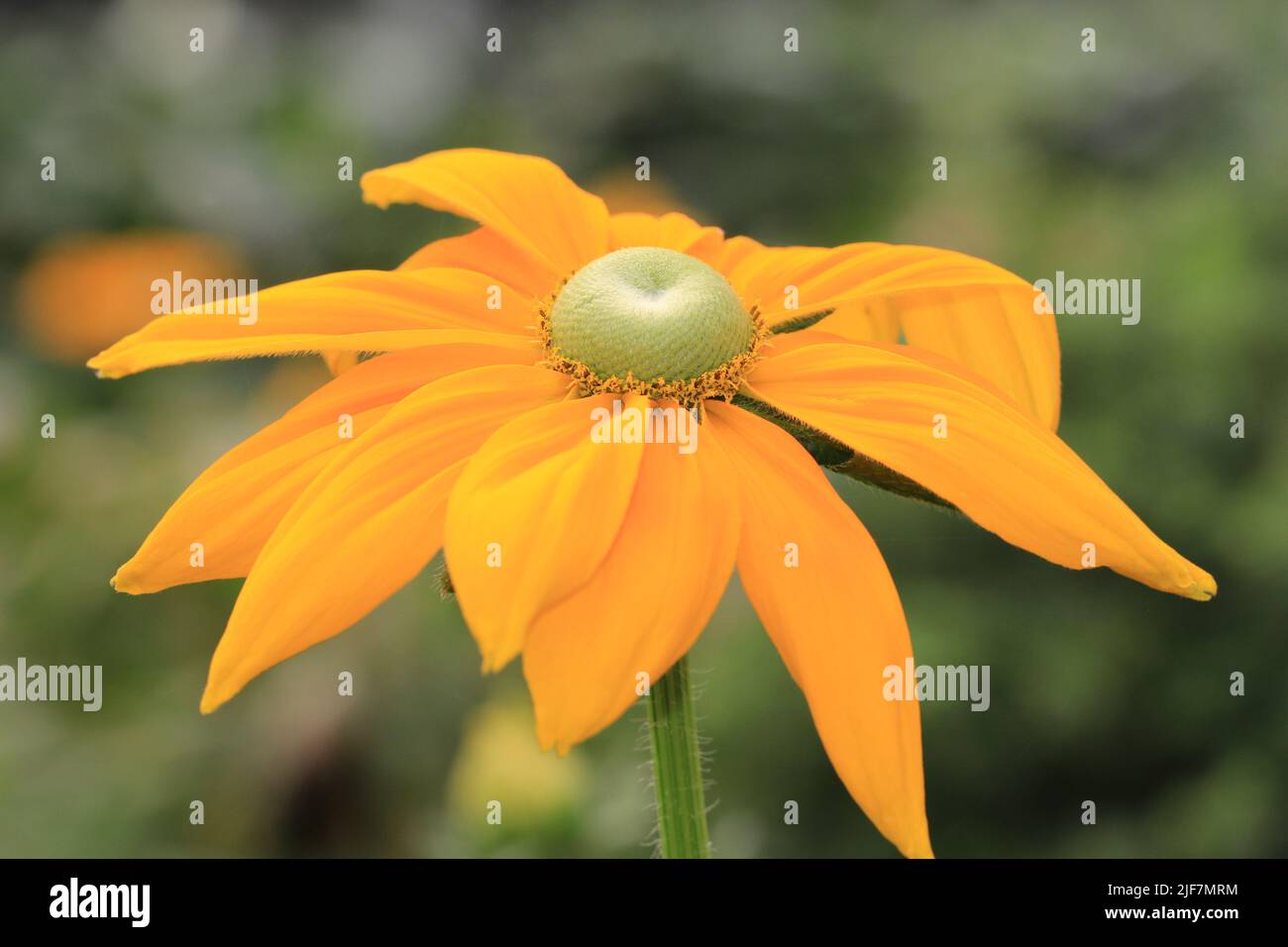 Gloriosa Daisy, Marguerite jaune, Susan à yeux noirs, Susan à yeux bruns, Betty brune, Jérusalem dorée, œil de bœuf anglais, Marguerite pauvre, Marguerite jaune Ox-Eye Banque D'Images