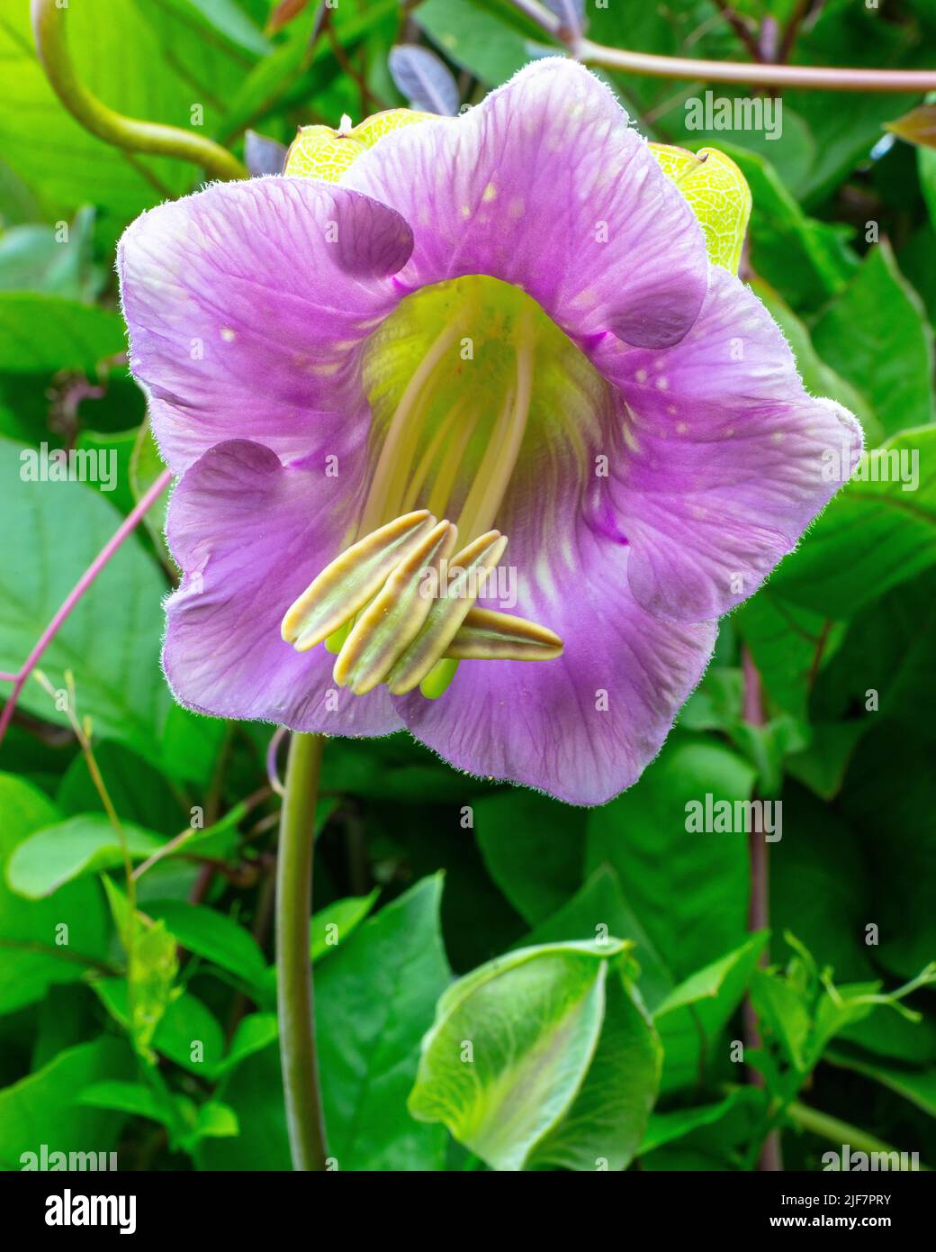 Cobaea scandens à la frontière du jardin de la piscine à Aberglasney Banque D'Images