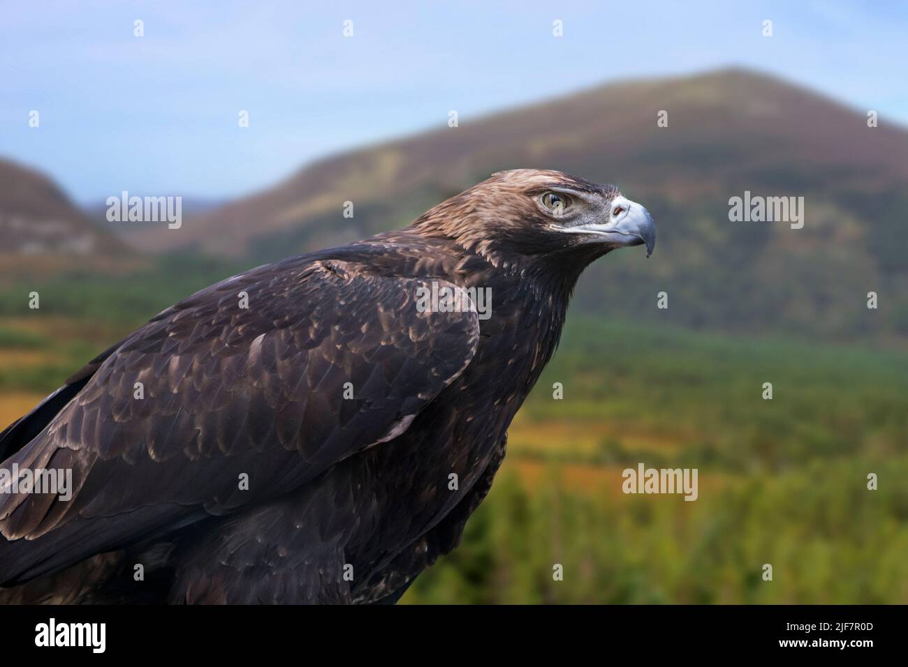 Aigle impérial de l'est (Aquila heliaca), oiseau de proie qui se reproduit dans le sud-est de l'Europe et qui traverse largement l'Asie occidentale et centrale Banque D'Images