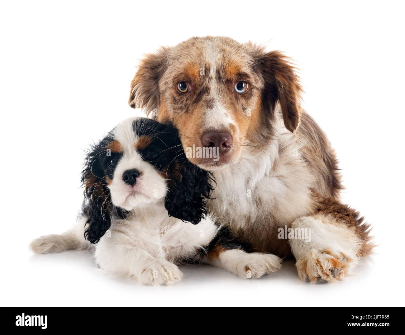 Mini-Berger américain et cavalier King charles devant un fond blanc Banque D'Images