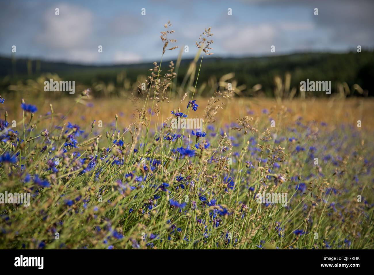 Agriculture biologique - champ d'orge (Hordeum vulgare) avec fleurs de maïs (Centaurea cyanus) Banque D'Images