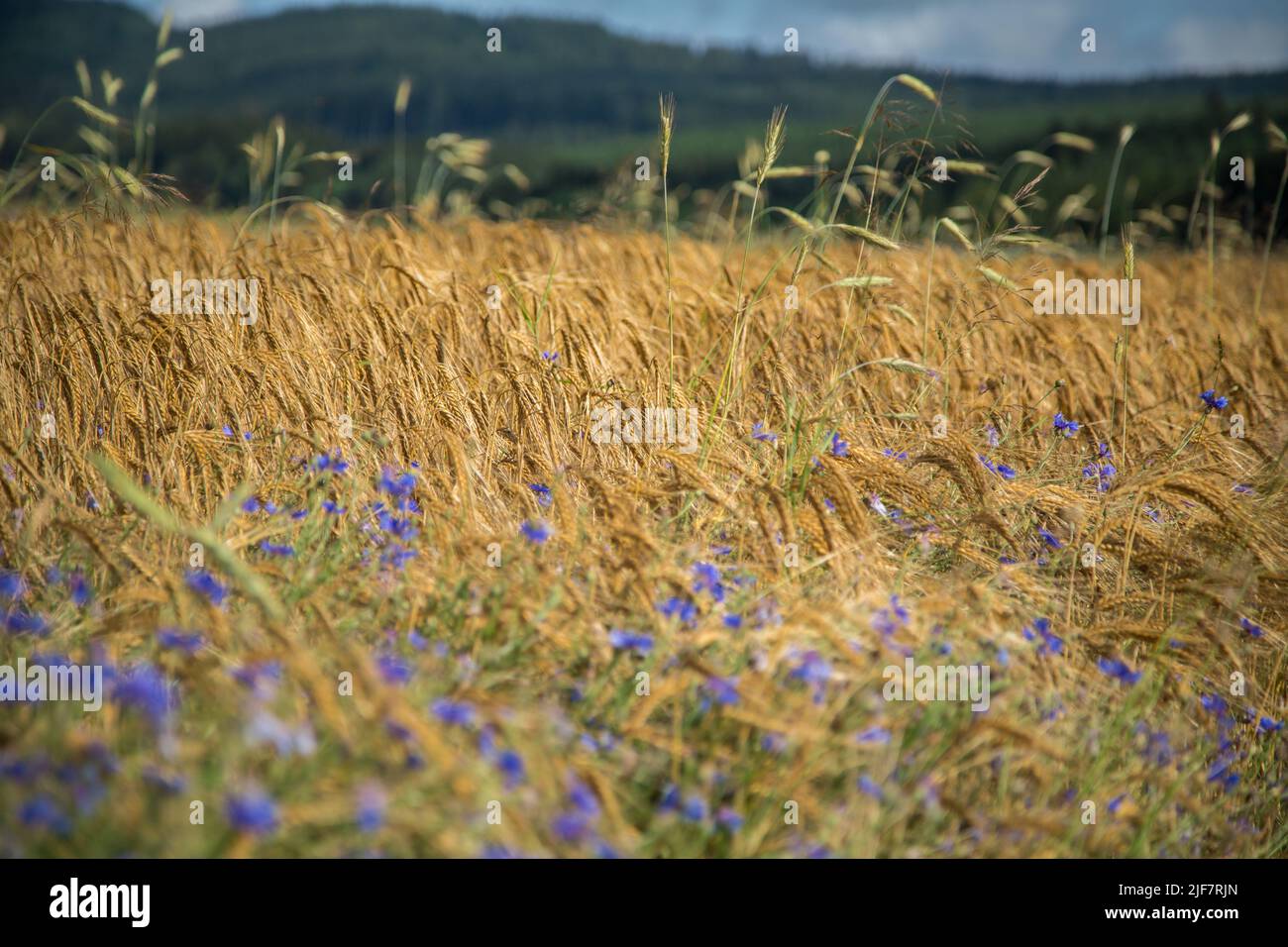 Agriculture biologique - champ d'orge (Hordeum vulgare) avec fleurs de maïs (Centaurea cyanus) Banque D'Images