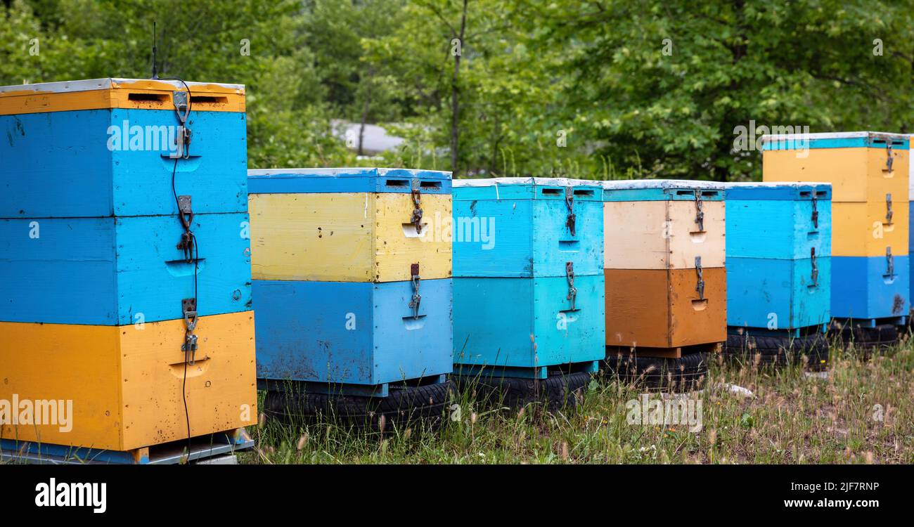 Ruches d'abeilles en arrière-plan de la nature forestière. Ruches en bois de couleur jaune et bleue, apiculture, miel de forêt Banque D'Images