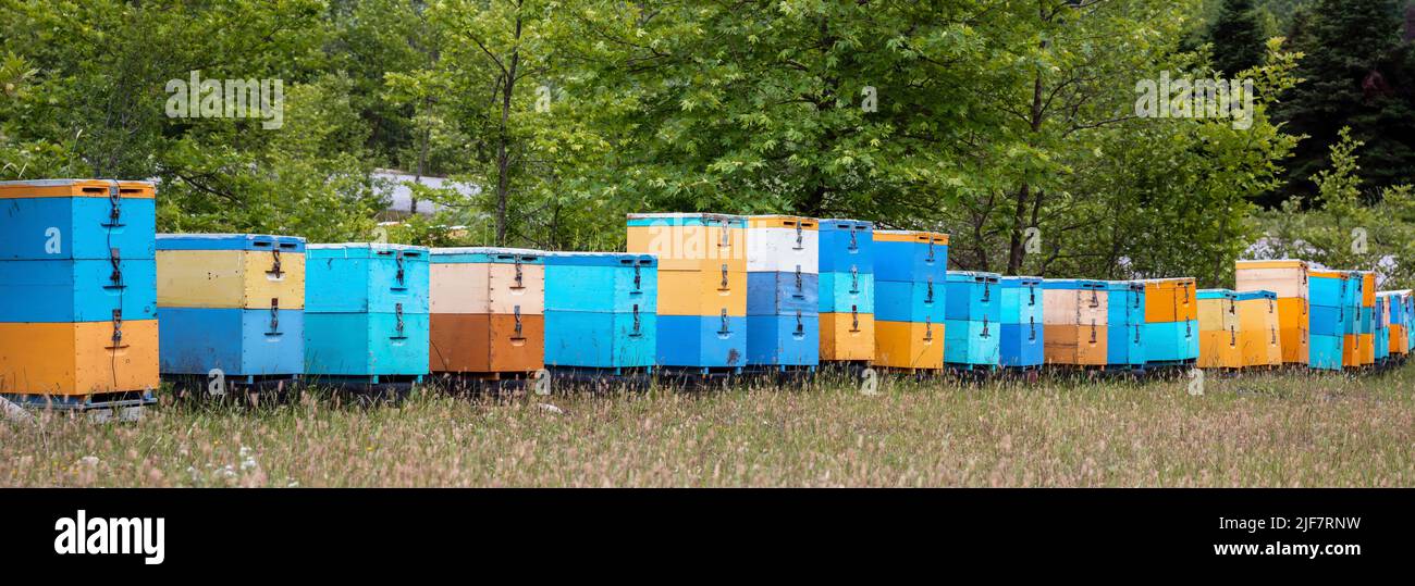 Ruches d'abeilles en arrière-plan de la nature forestière. Ruches en bois de couleur jaune et bleue, apiculture, miel de forêt Banque D'Images
