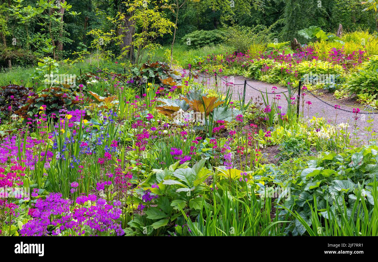 Printemps dans Jubilee Wood à Aberglasney Gardens Banque D'Images