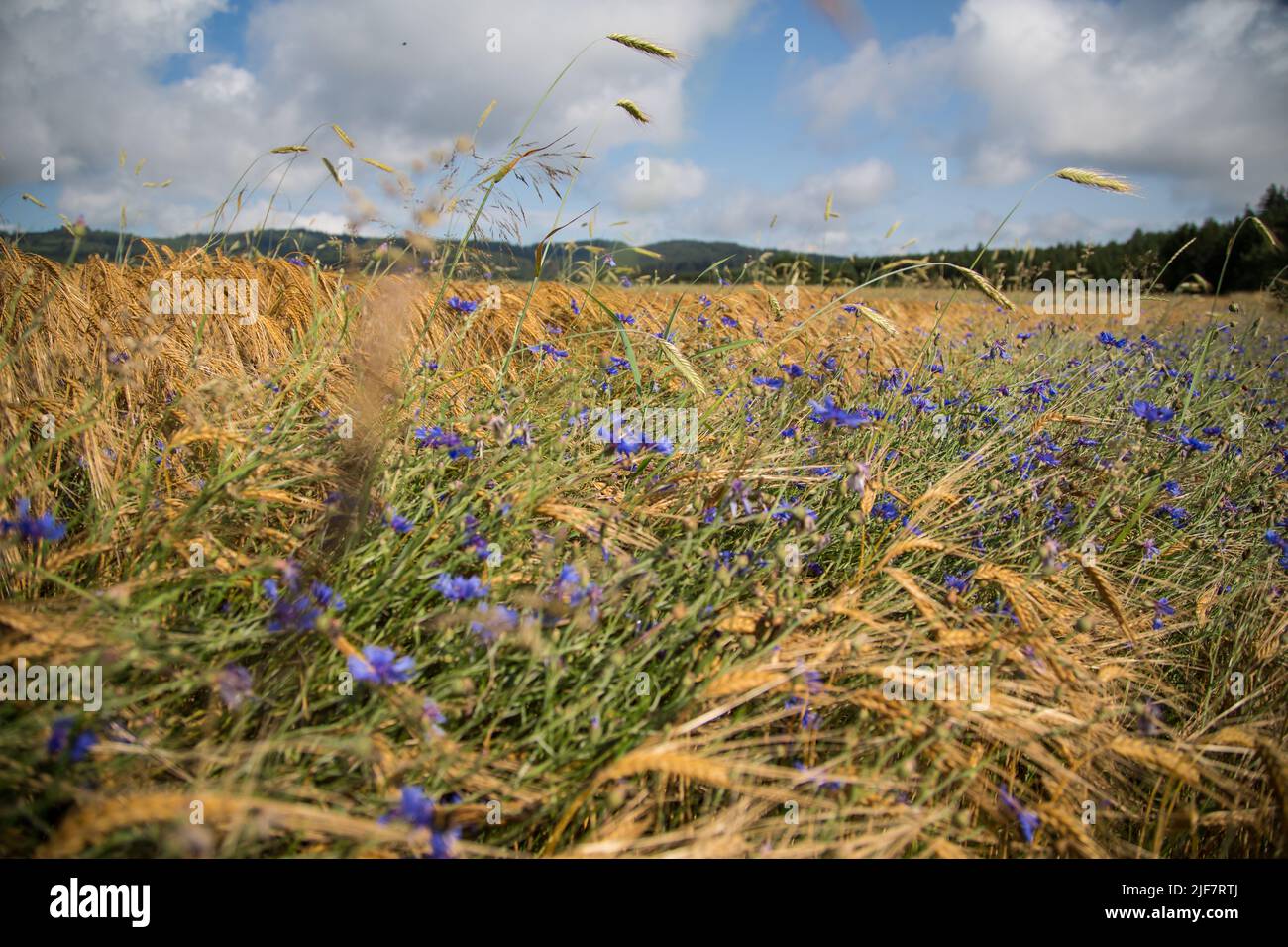 Agriculture biologique - champ d'orge (Hordeum vulgare) avec fleurs de maïs (Centaurea cyanus) Banque D'Images