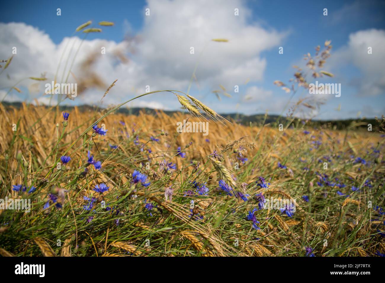 Agriculture biologique - champ d'orge (Hordeum vulgare) avec fleurs de maïs (Centaurea cyanus) Banque D'Images