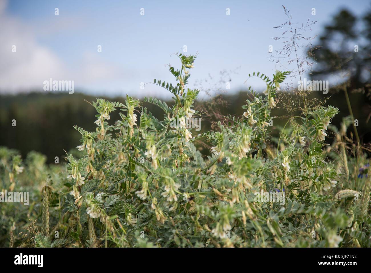 Agriculture biologique - vetches (Vicia) dans un champ de maïs, Waldviertel, Autriche Banque D'Images