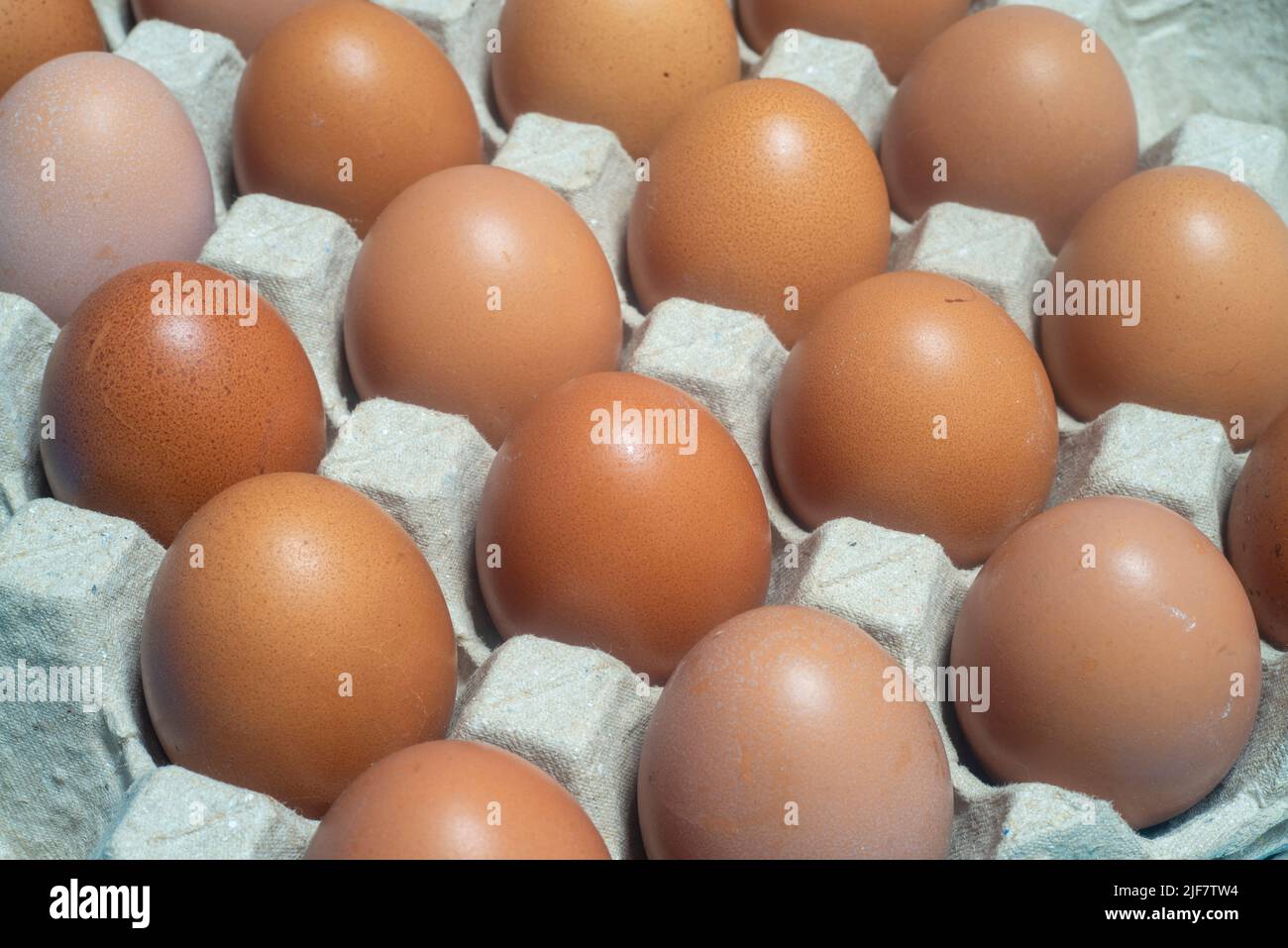 Gros plan des œufs de poulet placés dans une boîte d'œufs. Les aliments protéinés sont adaptés à tout le monde. Banque D'Images