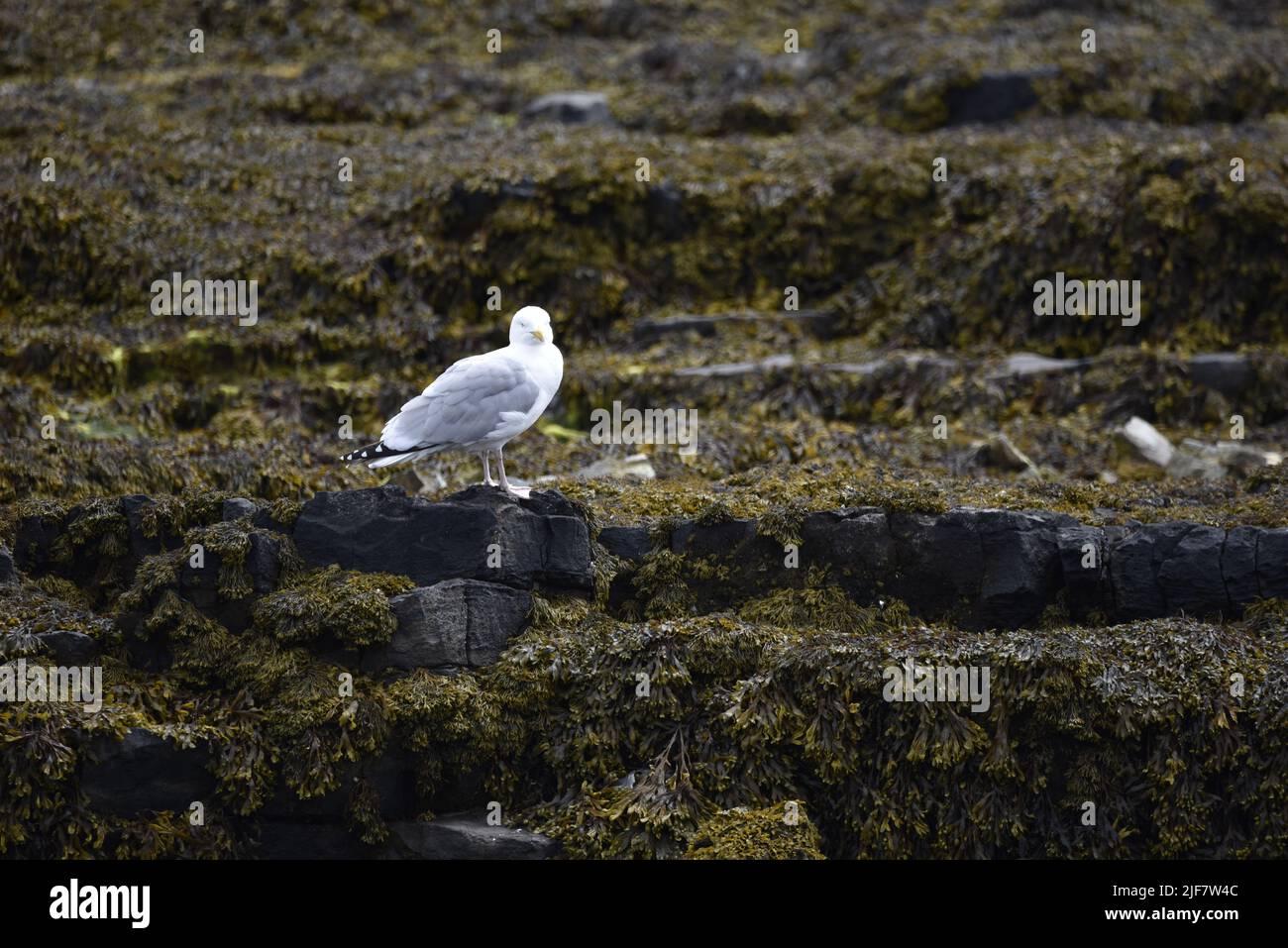 European Herring Gull (Larus argentatus) sur l'île de Man, Royaume-Uni en juin, perché dans le profil droit, à gauche de l'image, sur Lichen Covered Beach Rocks Banque D'Images