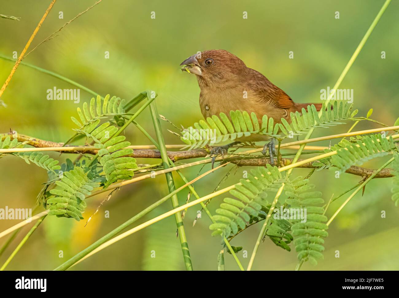 Un mineur de Munia reposant sur un arbre de brousse Banque D'Images