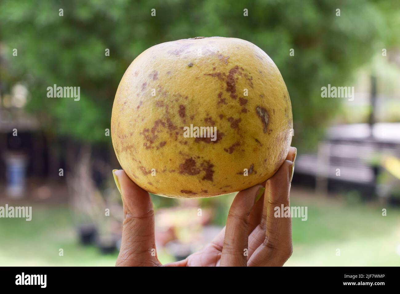 Bael indien ou bel fruit entier . Également connue sous le nom de pomme en bois, pomme dorée du sous-continent indien, Inde, Srilanka, Bangladesh et Népal. Doux et h Banque D'Images