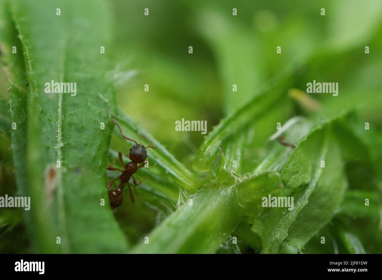 Petit fourmis dans la forêt d'été Banque D'Images