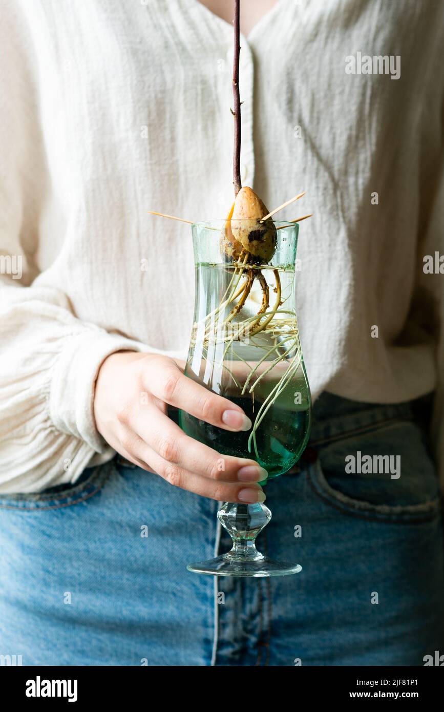Femme méconnaissable tenant un pot rétro avec des graines d'avocat et poussant dans l'eau. Agriculture et écologie, deuxième vie pour l'avocat. La plante de germe d'avocat de la graine pousse avec la racine dans le verre d'eau. Décoration moderne. Concept minimaliste de la composition des plantes. Maison jardin. Banque D'Images