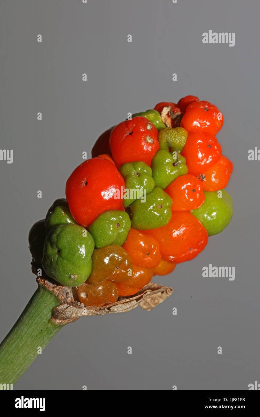 Fruits sauvages rouges et jaunes gros plan botanique arum italicum famille araceae haute qualité grands tirages Banque D'Images