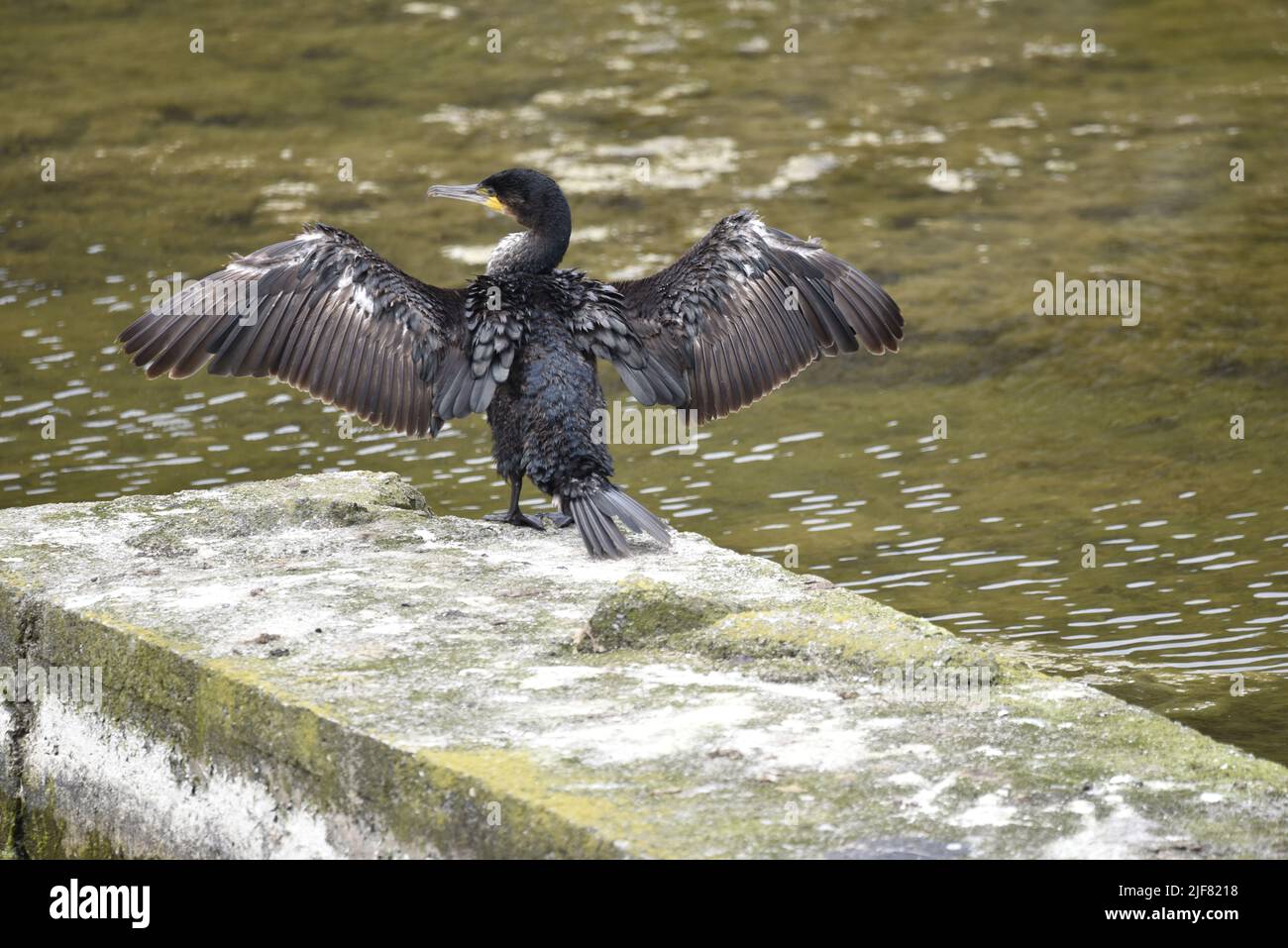 vue-arri-re-d-un-grand-cormorant-juv-nile-phalacrocorax-carbo-avec