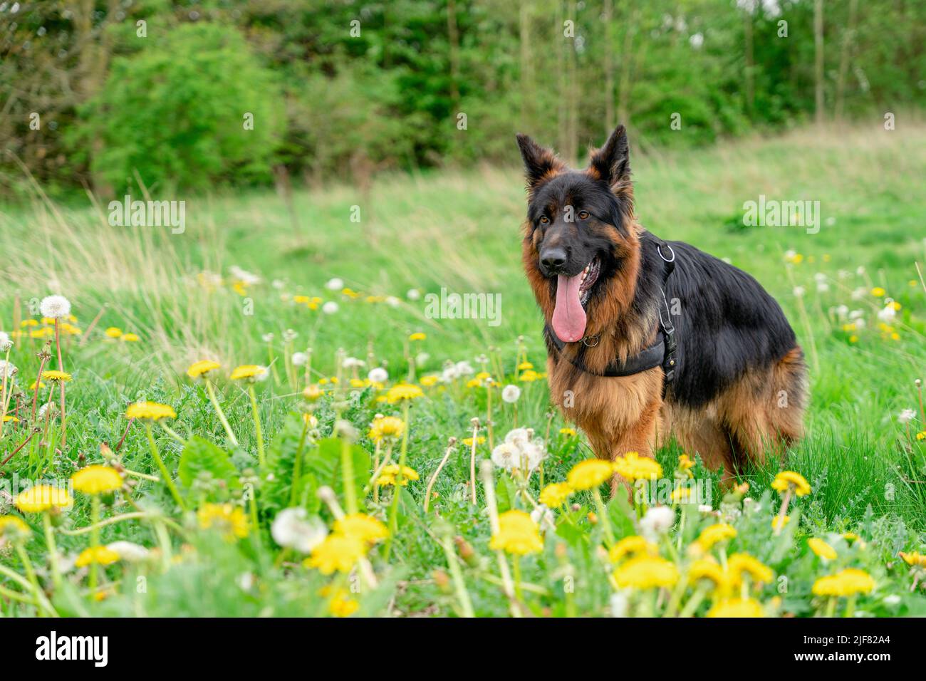 Chien berger allemand dans harnais pour une promenade sur l'herbe près de la forêt dans la journée ensoleillée d'été Banque D'Images