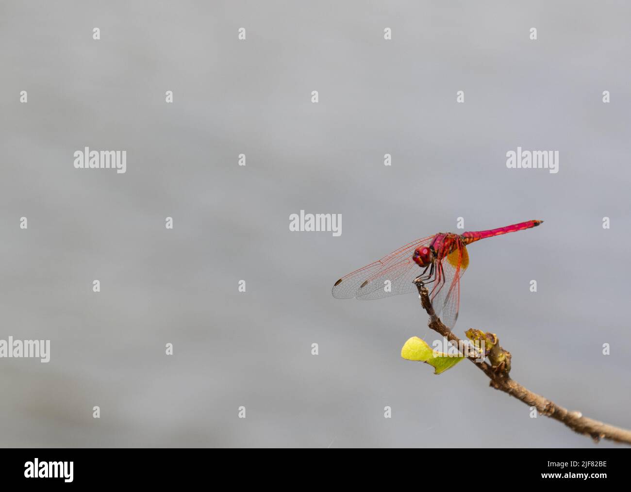 Une libellule colorée assise sur une branche (image prise à Bheemeshwari) Banque D'Images