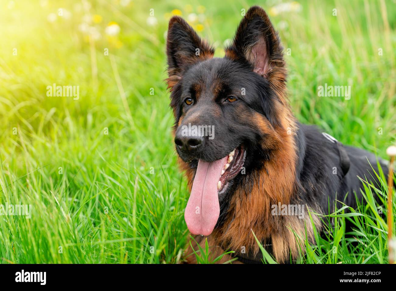 Chien berger allemand dans harnais pour une promenade sur l'herbe dans la journée ensoleillée d'été Banque D'Images