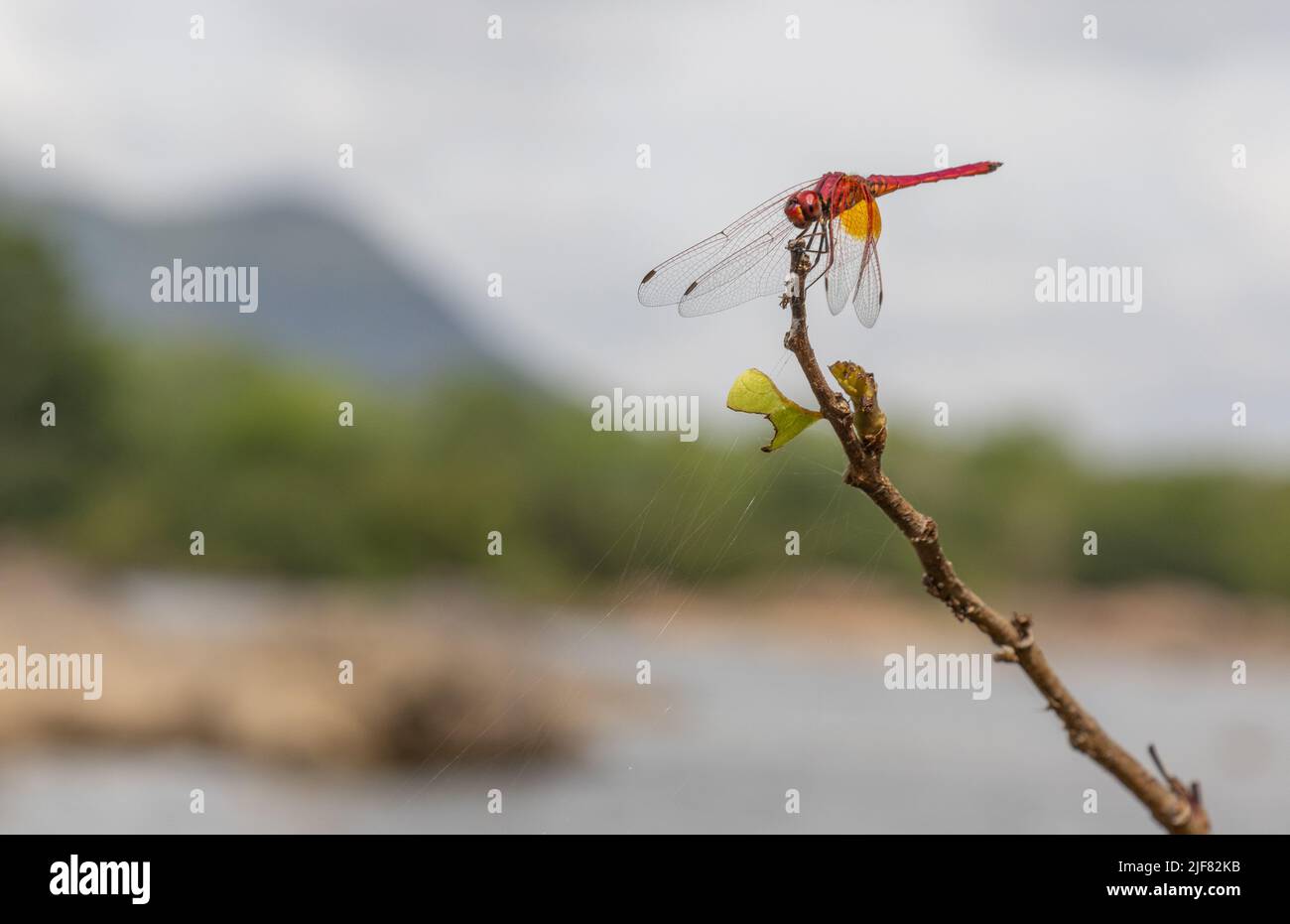 Une libellule colorée assise sur une branche sur la toile de fond de la rivière Cauvery (image prise à Bheemeshwari) Banque D'Images