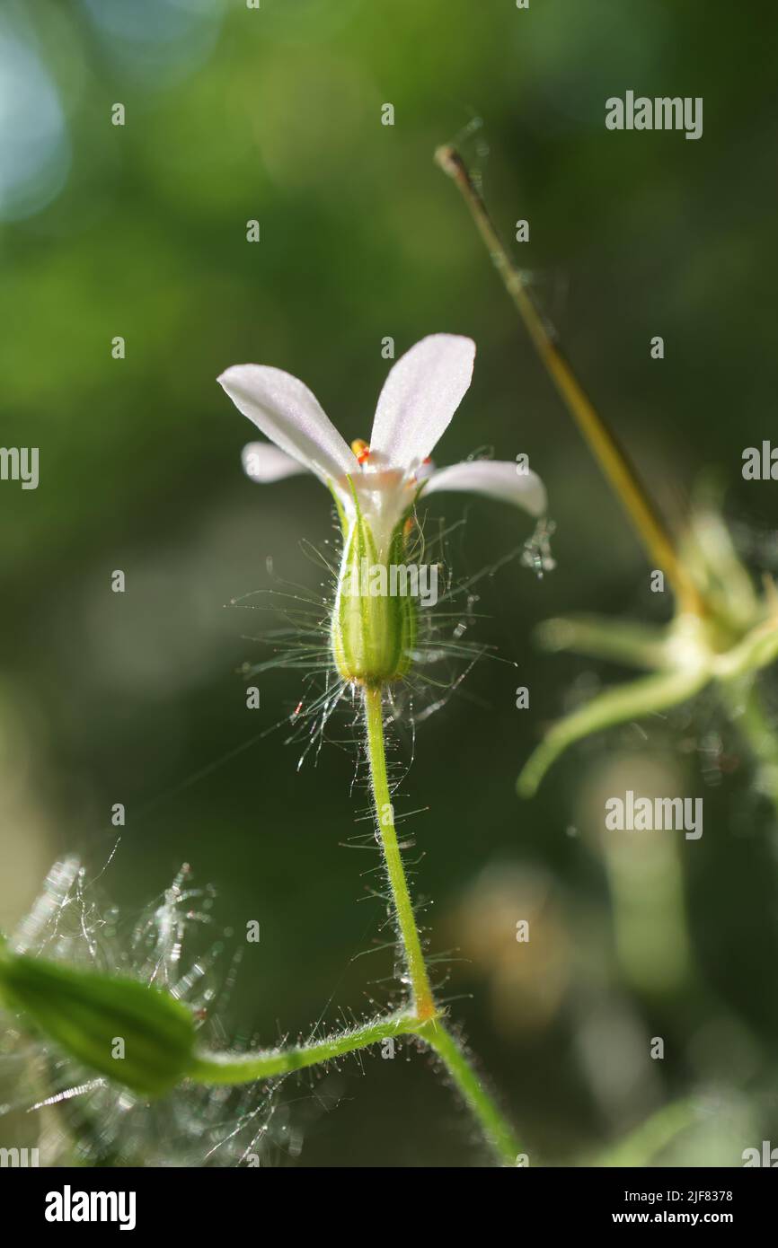 Géranium robertianum fleur en macro Banque D'Images