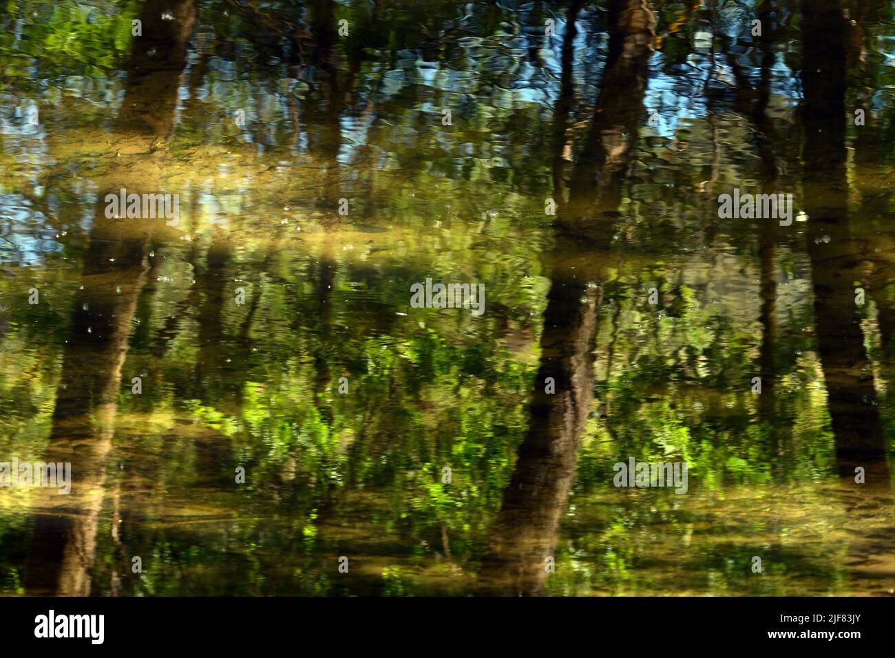 Reflejo en el agua del bosque, acuarela naturel Banque D'Images