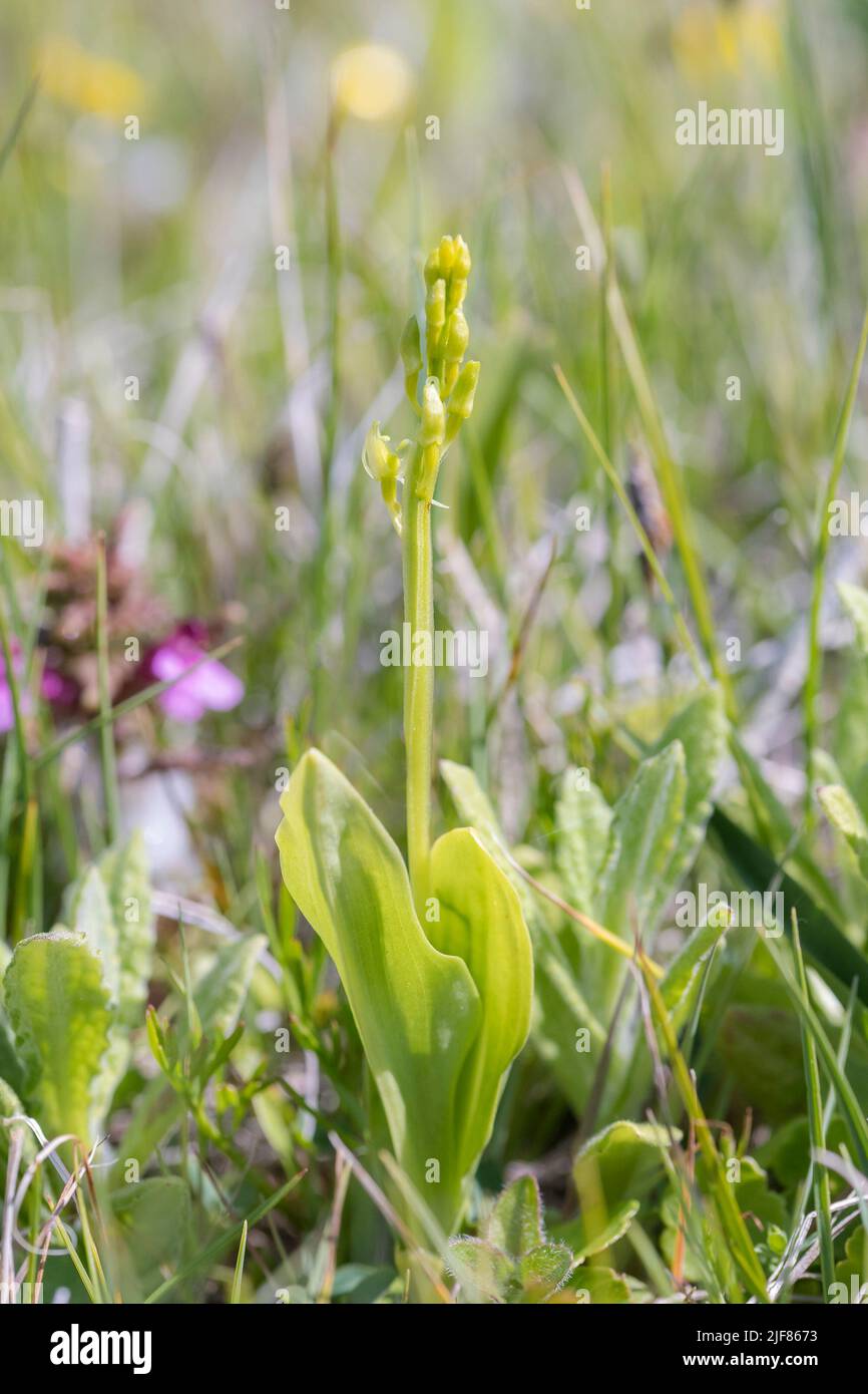 Orchidée de fène (Liparis loeselii) poussant dans une vallée de dunes avec des fleurs et des bourgeons Banque D'Images